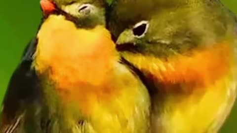 Love in Parrots’ Beaks