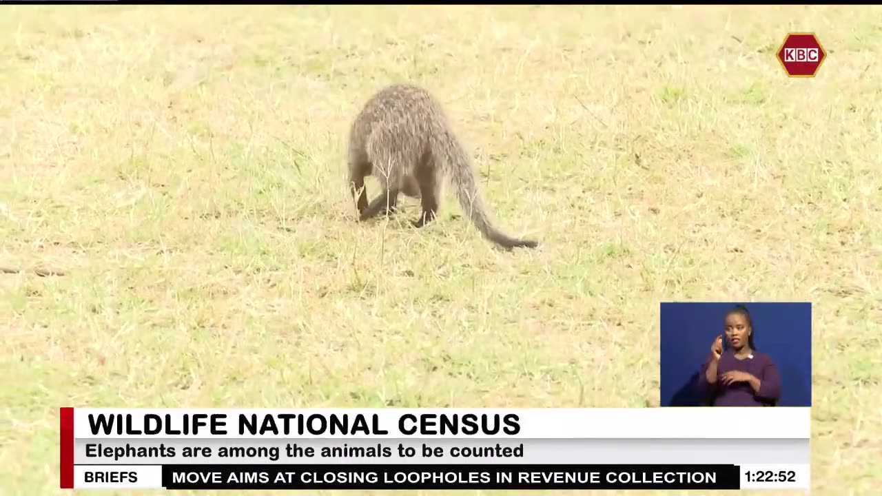 Wildlife national census : Kenya begins to count wild animals