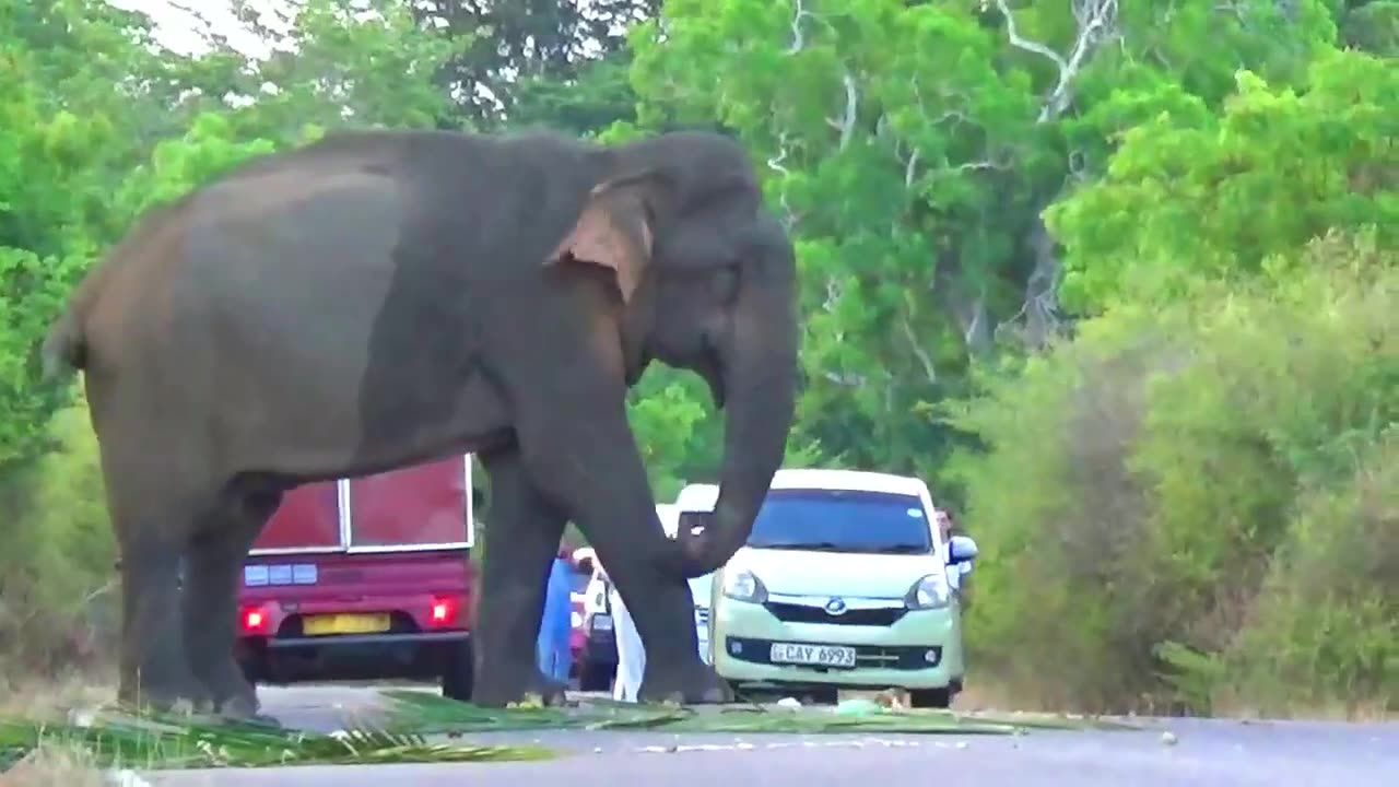 Lorry Driver Feeding Wild Elephants Coconut Fronds And Water😱