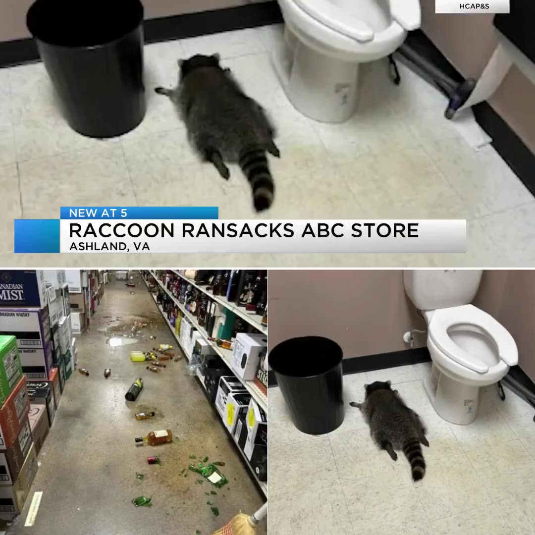 Raccoon breaks into Virginia liquor store, gets wasted before passing out in the bathroom