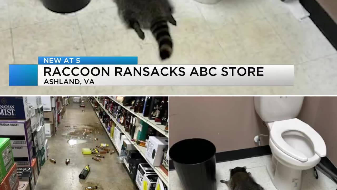 Raccoon breaks into Virginia liquor store, gets wasted before passing out in the bathroom