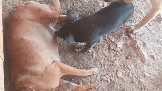 Mother Dog & Black Kids