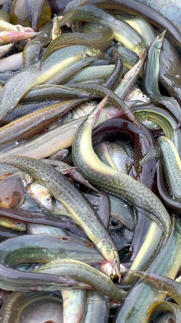 here name tish fish is sili