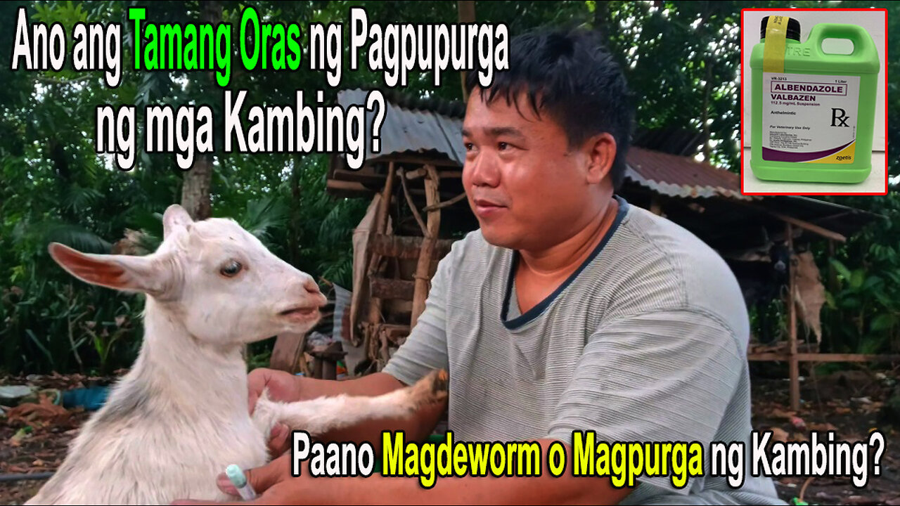 Ano ang Tamang Oras ng Pagpupurga ng mga Kambing? | Paano Magdeworm o Magpurga ng Kambing? 🐐✅