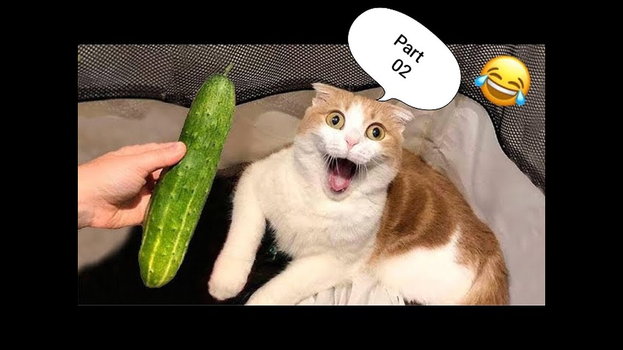 OMG Funny Cat Videos || Part 2