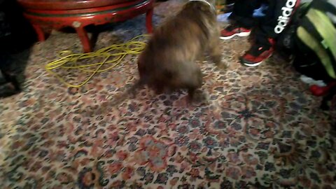 Strong PitBull Playing Tug