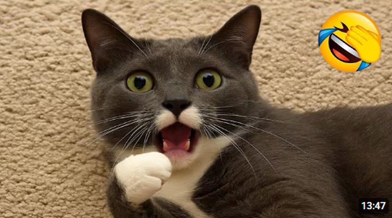 Funniest Cats and Dogs Clip 2025😼🐶Try Not To Laugh😜