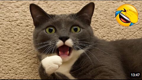 Funniest Cats and Dogs Clip 2025😼🐶Try Not To Laugh😜