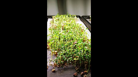 1st microgreens