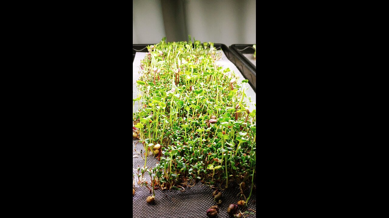 1st microgreens
