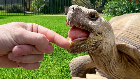 How Hard Does a Giant Tortoise Bite??
