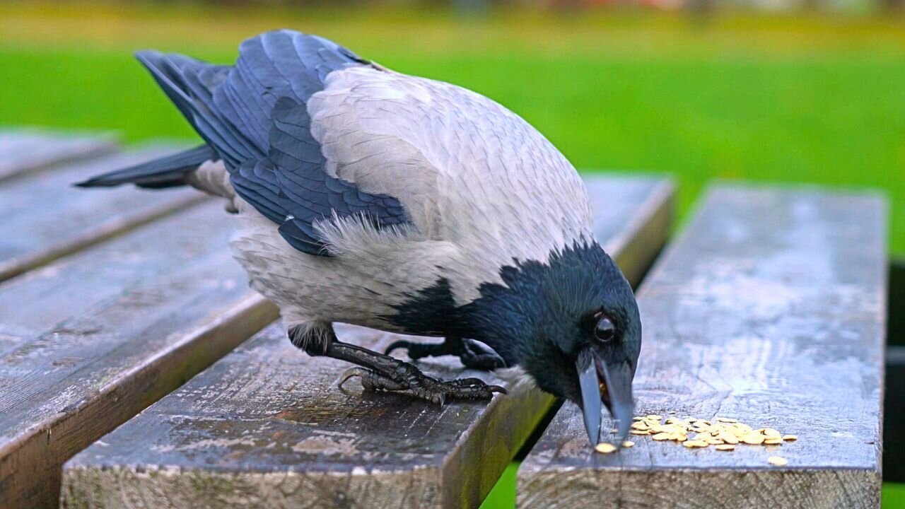 Greedy Oaf Hooded Crow Eats All the Oats and leaves Nothing for His Girlfriend