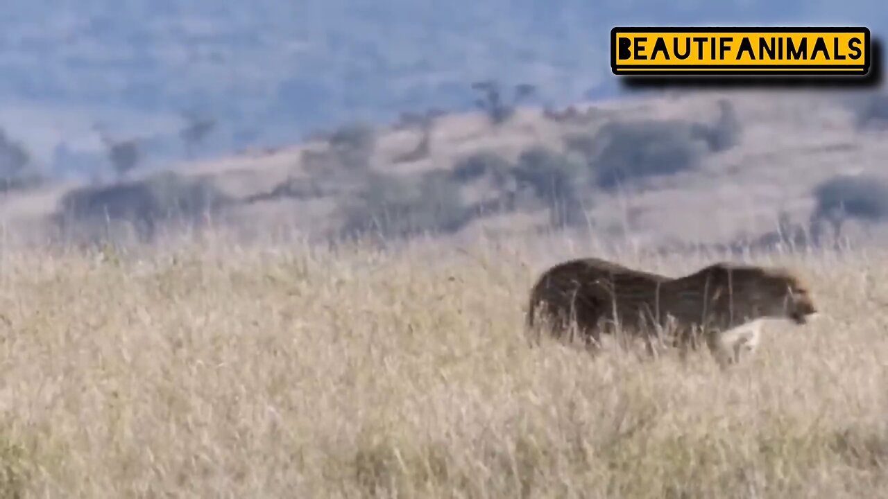 The incredible speed of the cheetah in hunting#