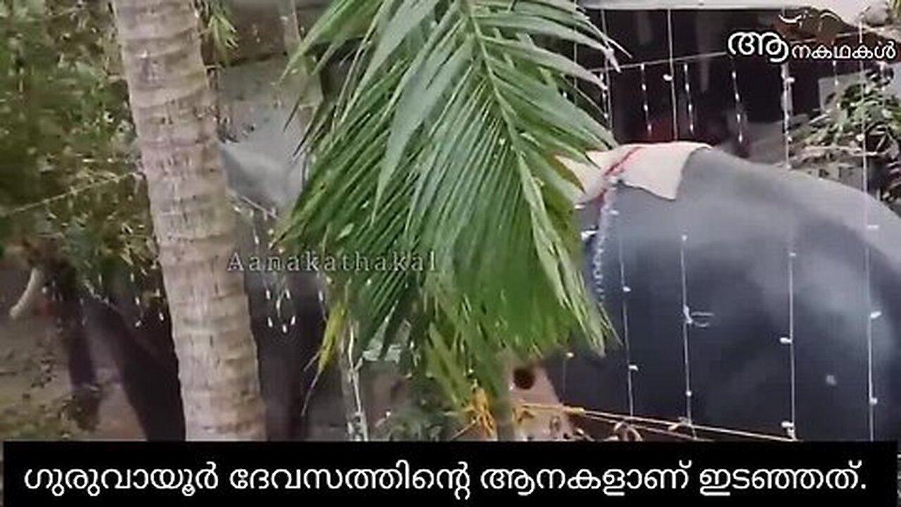 ദേവ്യേ.... ഓടിക്കോ...ആന വരുന്നുണ്ടേ _ koyilandi elephant attack _ Elephant attack kerala 2025