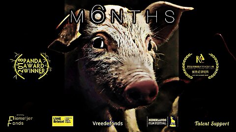 M6Nths Documentary (4K HDR) A pigs perspective of their short lives
