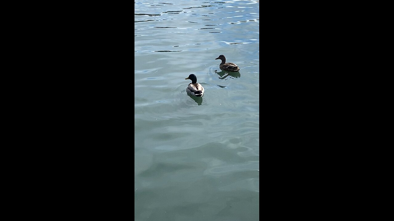 Mallard Ducks 🦆 & Coots #mallardducks #ducks #duck #coot #subscribe #shorts #viral #trending #coots