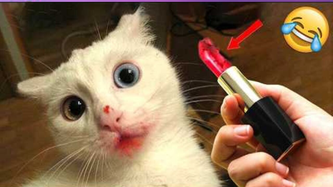 New Funny Cat and Dog Videos 😹🐶 Funniest Animals 🤣 Part 10