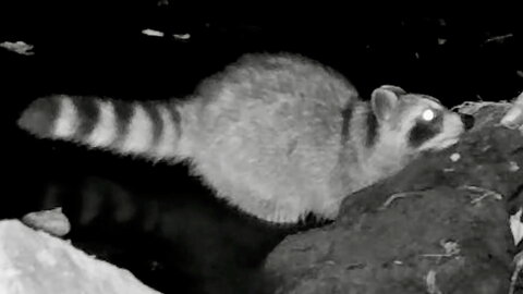 Raccoon Reaching for Something to Eat