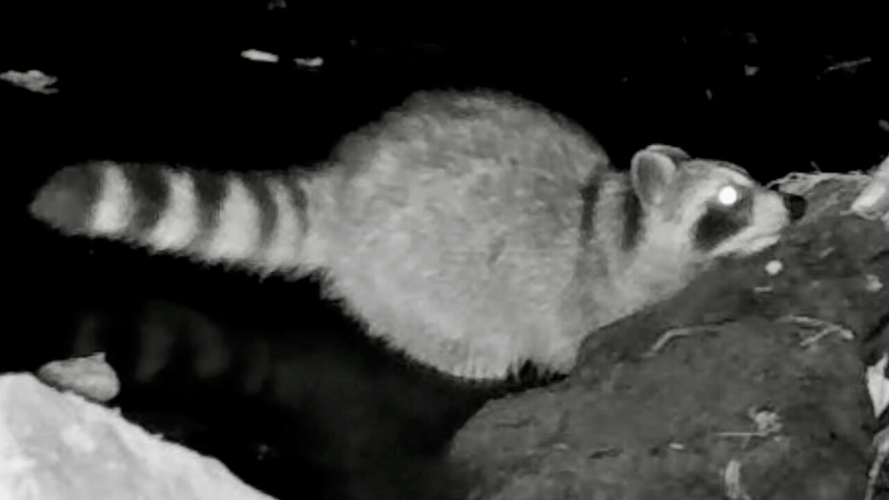 Raccoon Reaching for Something to Eat