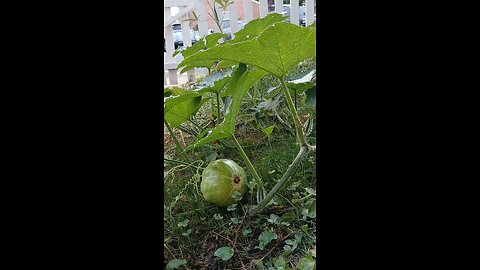 very nice and cute pumpkin😍