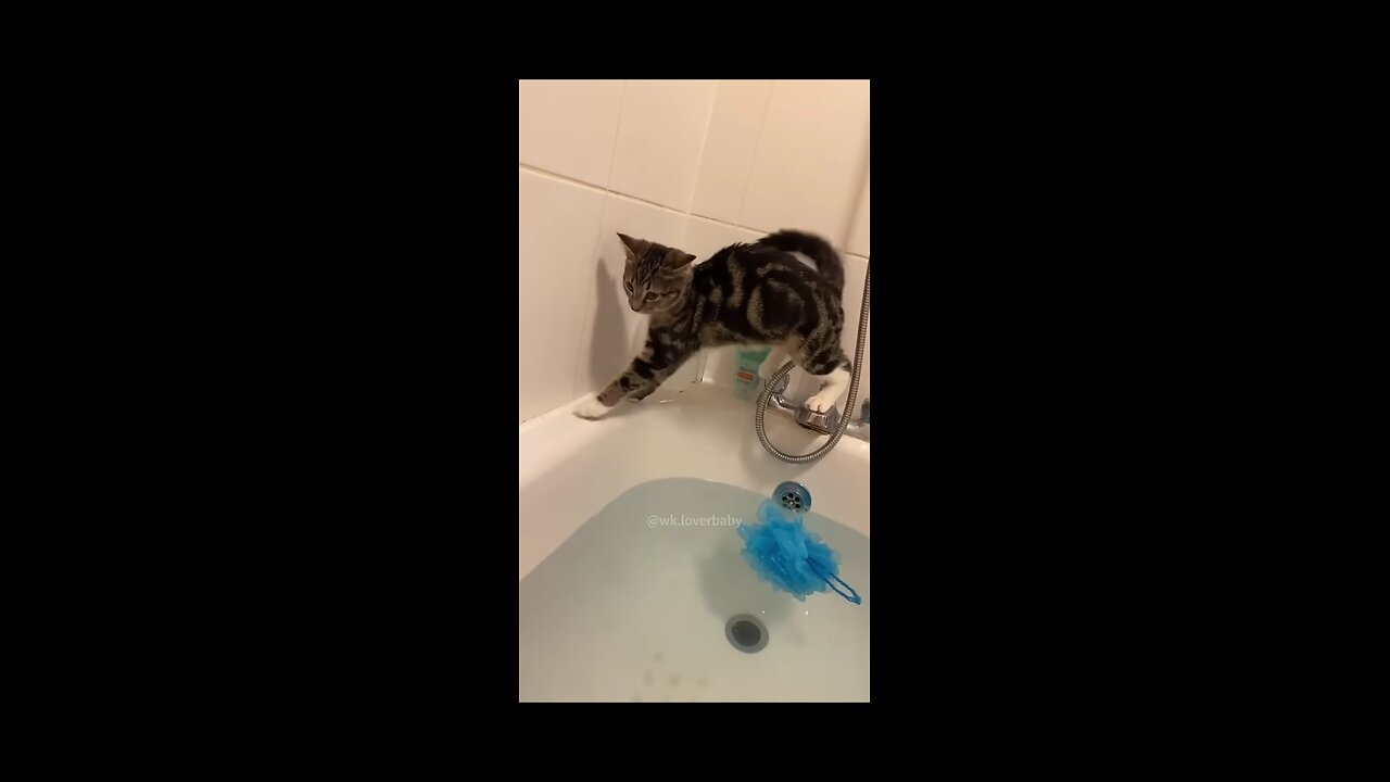 CATS FALLING FUNNY 🤣🤣🤣🤣