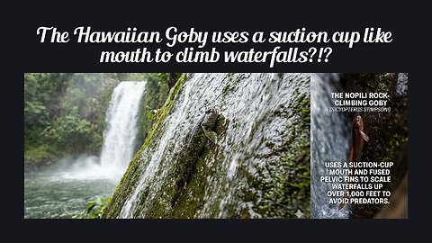 Fun Fact for Nov 24th 2025 Pt 2