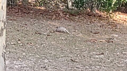 Florida baby armadillo 12/22/25