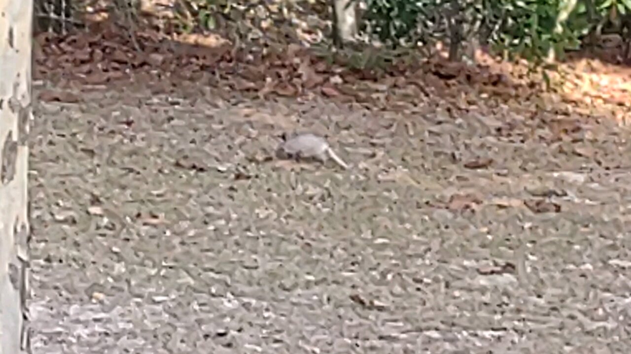 Florida baby armadillo 12/22/25