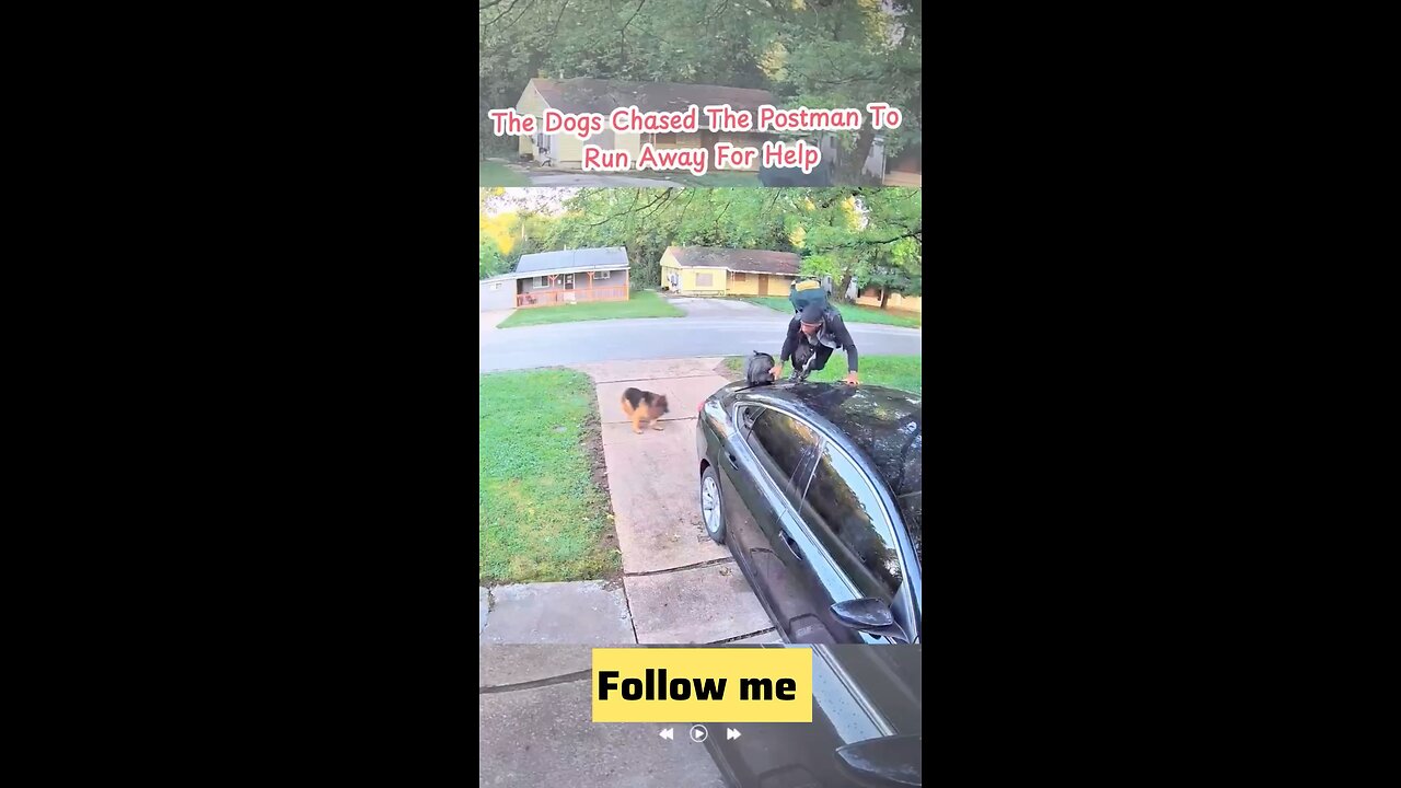 Dog attack caught on camera 😱