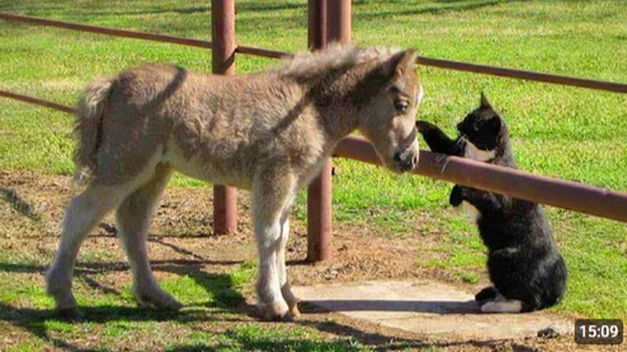 Cats Caught Being Friendly With Other Animals