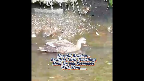 Hopeful Reunion || Resilient Little Ducklings Hold On and Reconnect with Mom!!!