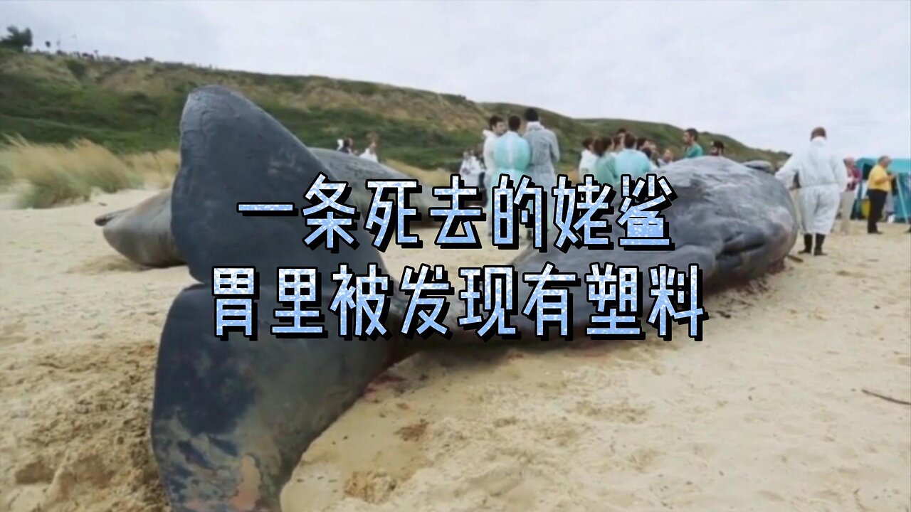 一条死去的姥鲨胃里被发现有塑料