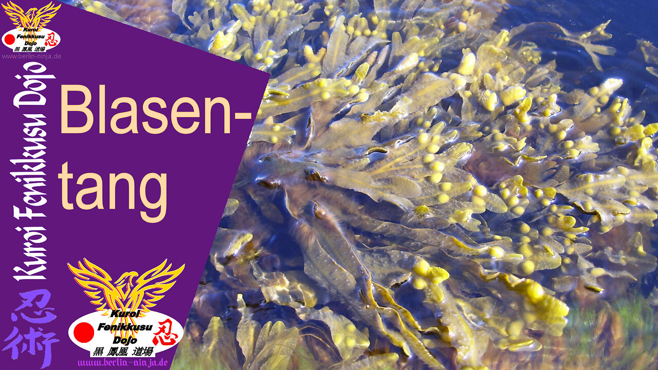 062 - Blasentang