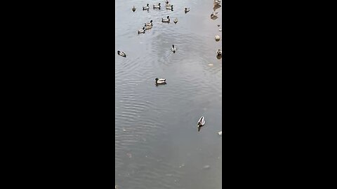 Mallard Ducks 🦆 #mallardducks #shorts #viral #trending #followme #ducks #duck