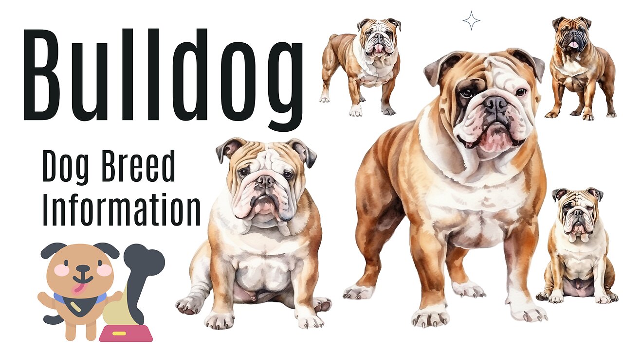 The Complete Guide to Bulldogs: Characteristics, Care, and Choosing Your Canine Companion