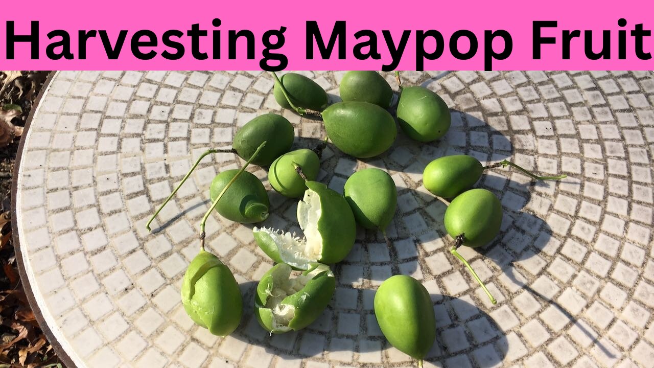 Harvesting Maypop Fruit Passiflora Incarnata
