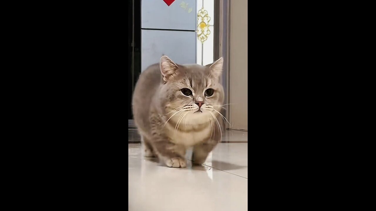 When no one listens her | Funny pets