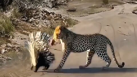This leopard tried to pounce on this porcupine, see what happened #shorts #viral