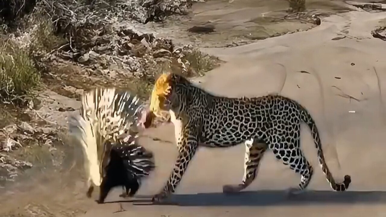 This leopard tried to pounce on this porcupine, see what happened #shorts #viral