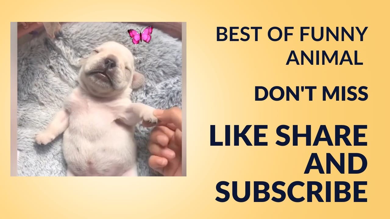 "best of Funny animal Moments | Hilarious & Cute animal Videos That Will Make You Smile!"