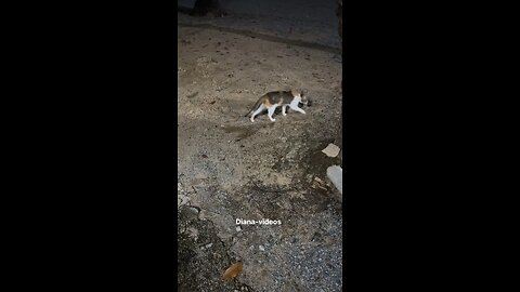 The cat is doing business at night 😍❤️ #reels #cat #cute #Diana-videos