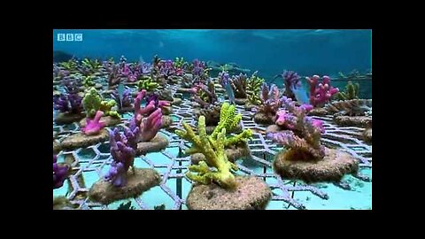 Coral Gardening