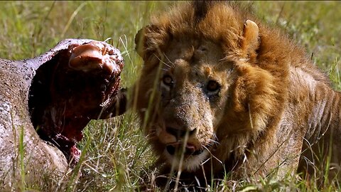 Feasting lions show the savage beauty of nature