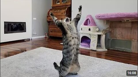 When the most dramatic Cat comes into your life 🤯🤣🔥
