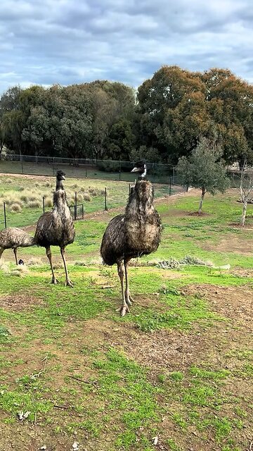 Emu bird in Australia 🇦🇺