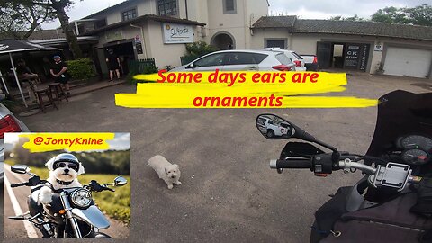 some days ears are ornaments