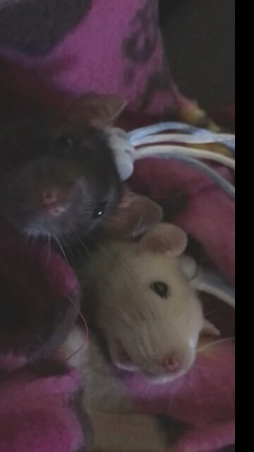 Young Fancy Rats Enid & Wednesday Peek Out Of Their Pouch 🐭 🖤💕