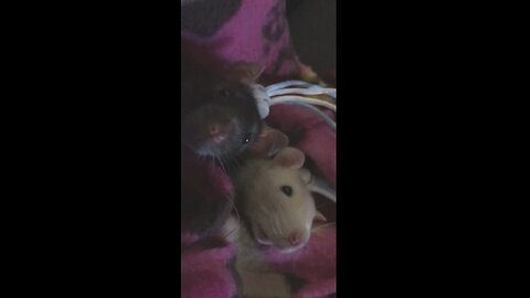 Young Fancy Rats Enid & Wednesday Peek Out Of Their Pouch 🐭 🖤💕