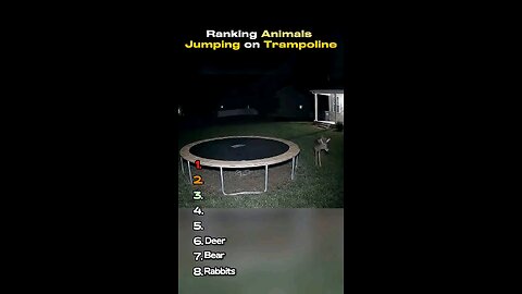 ranking animals jumping on trampoline
