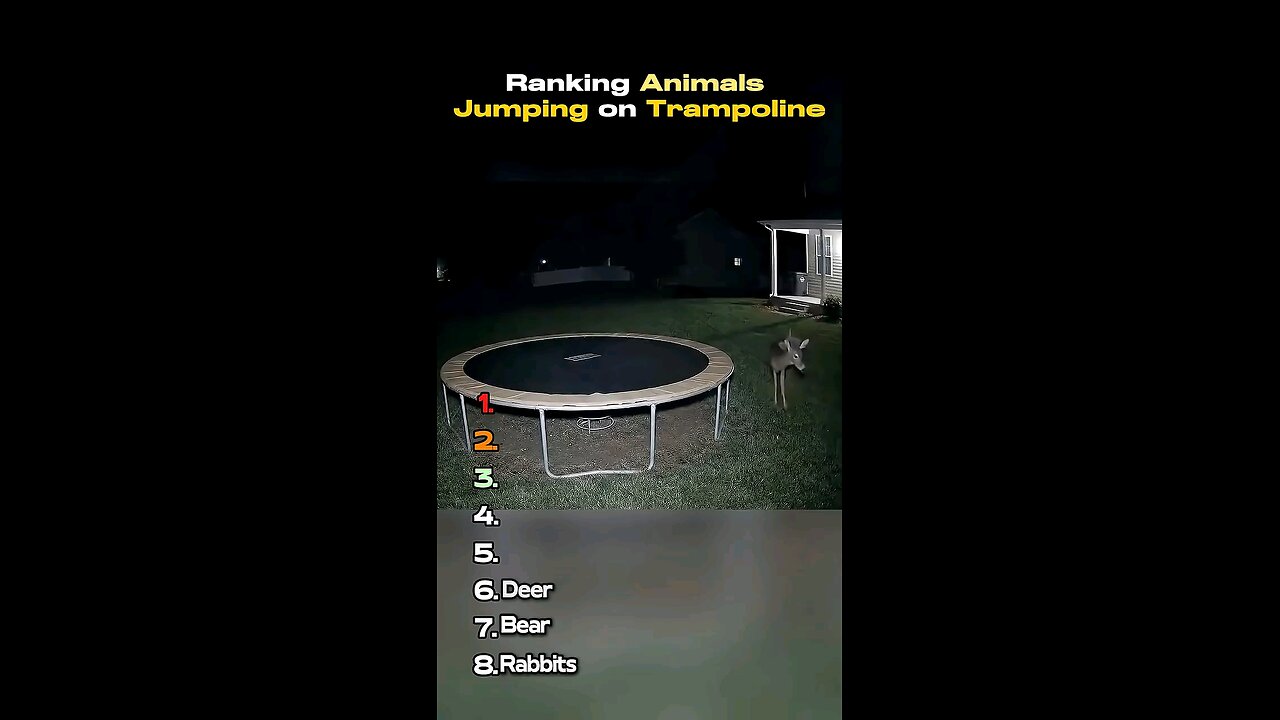 ranking animals jumping on trampoline
